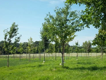 Hochzeitswald&nbsp;&copy;&nbsp;Samtgemeinde Hambergen