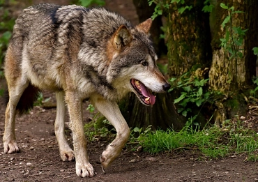 Wolf Wolf © pixabay